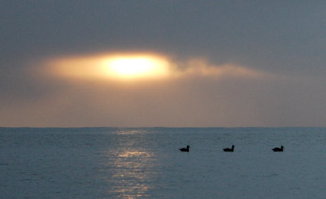 Southern (Antarctic) Giant Petrel (Macronectes giganteus) photo