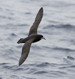 Spectacled Petrel (Procellaria conspicillata) photo