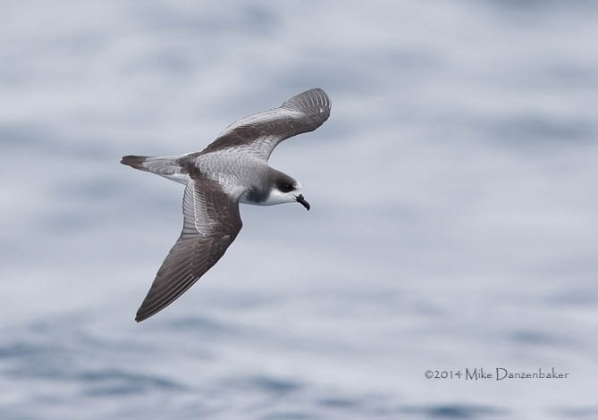 Stejneger's Petrel (Pterodroma longirostris) photo image