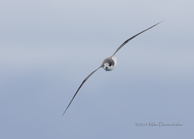 Stejneger's Petrel (Pterodroma longirostris) photo image