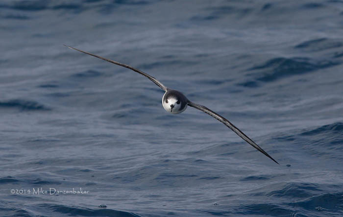 Stejneger's Petrel (Pterodroma longirostris) photo image