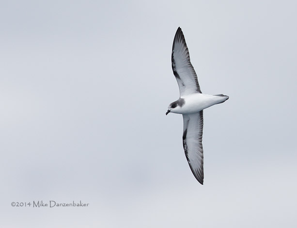Stejneger's Petrel (Pterodroma longirostris) photo image