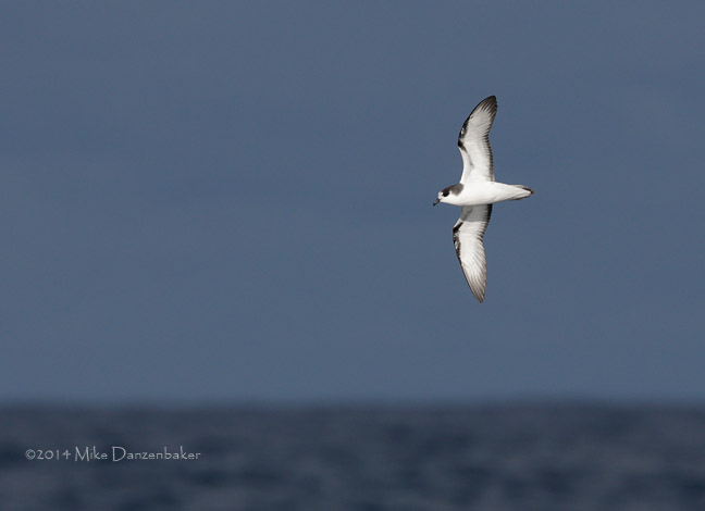 Stejneger's Petrel (Pterodroma longirostris) photo image