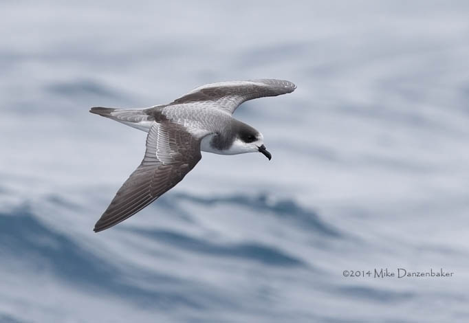 Stejneger's Petrel (Pterodroma longirostris) photo image