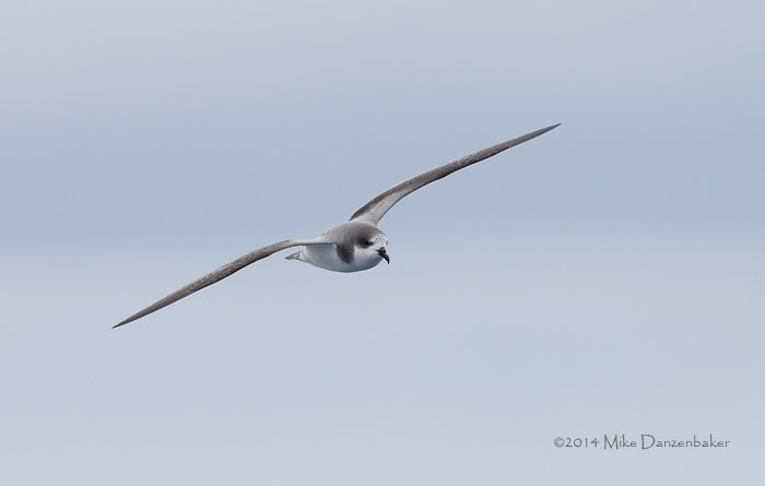 Stejneger's Petrel (Pterodroma longirostris) photo image