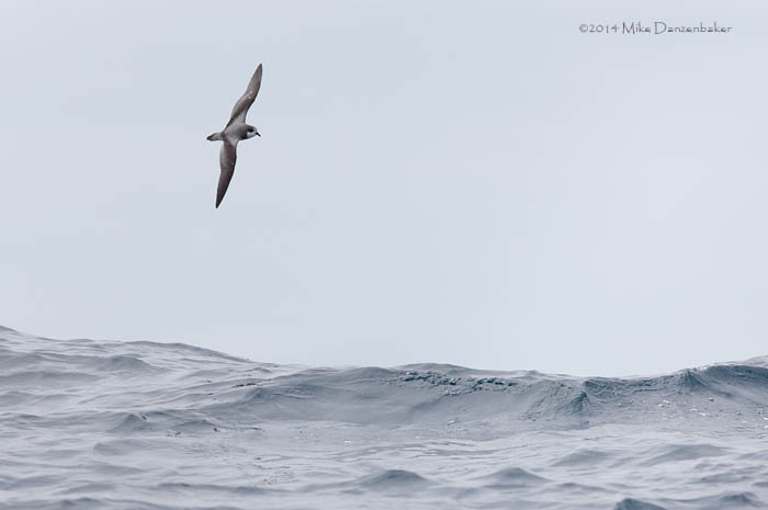 Stejneger's Petrel (Pterodroma longirostris) photo image