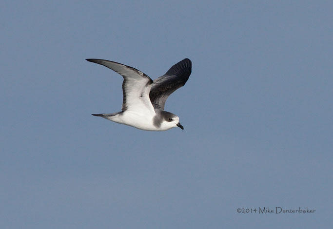 Stejneger's Petrel (Pterodroma longirostris) photo