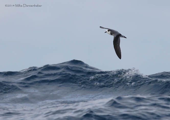 Stejneger's Petrel (Pterodroma longirostris) photo image