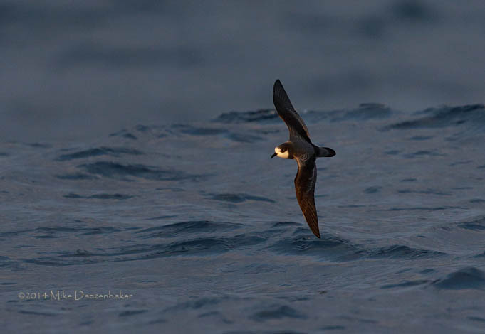 Stejneger's Petrel (Pterodroma longirostris) photo image