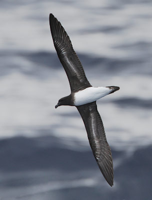Tahiti Petrel (Pseudobulweria rostrata) photo image