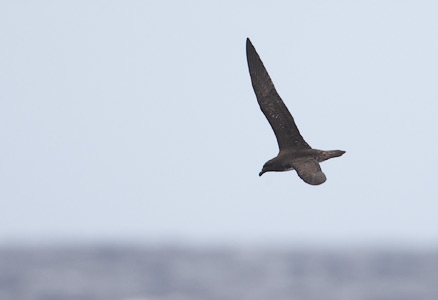 Tahiti Petrel (Pseudobulweria rostrata) photo image