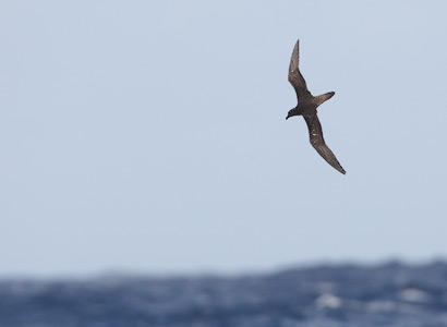 Tahiti Petrel (Pseudobulweria rostrata) photo image