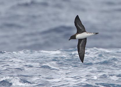 Tahiti Petrel (Pseudobulweria rostrata) photo image