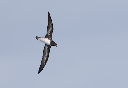Tahiti Petrel (Pseudobulweria rostrata) photo