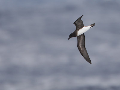 Tahiti Petrel (Pseudobulweria rostrata) photo image
