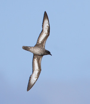 Trindade Petrel (Pterodroma arminjoniana) photo image