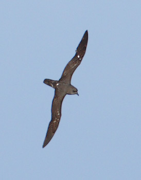 Trindade Petrel (Pterodroma arminjoniana) photo image