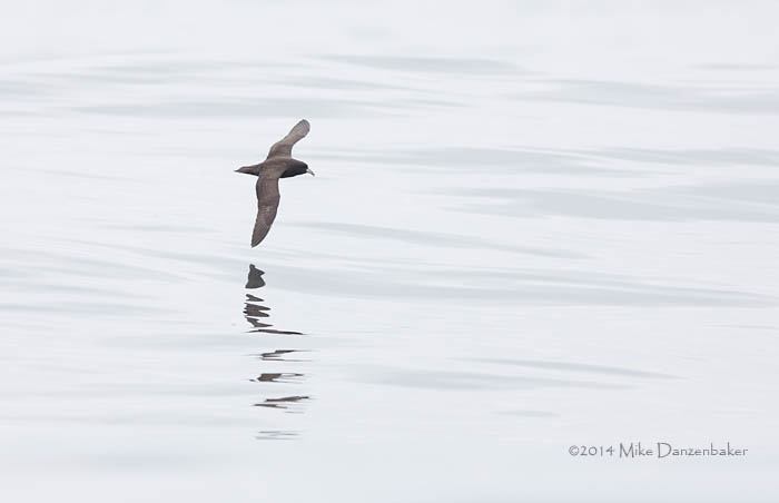 White-chinned Petrel (Procellaria aequinoctialis) photo image