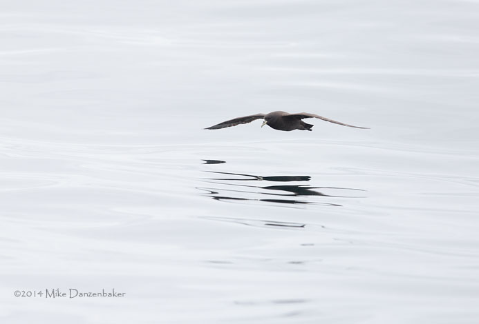 White-chinned Petrel (Procellaria aequinoctialis) photo image