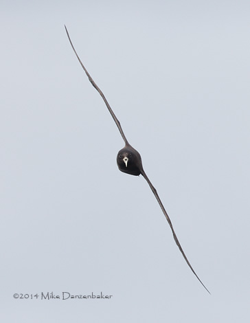 White-chinned Petrel (Procellaria aequinoctialis) photo image