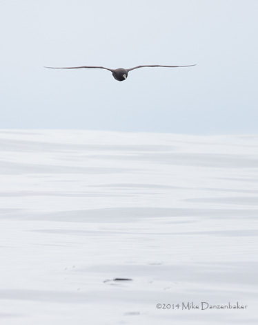 White-chinned Petrel (Procellaria aequinoctialis) photo image