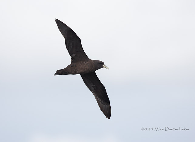 White-chinned Petrel (Procellaria aequinoctialis) photo image