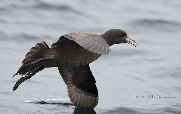 White-chinned Petrel (Procellaria aequinoctialis) photo image