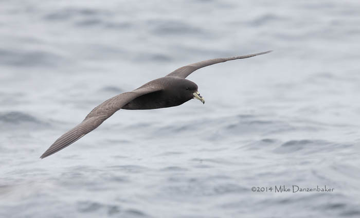 White-chinned Petrel (Procellaria aequinoctialis) photo image