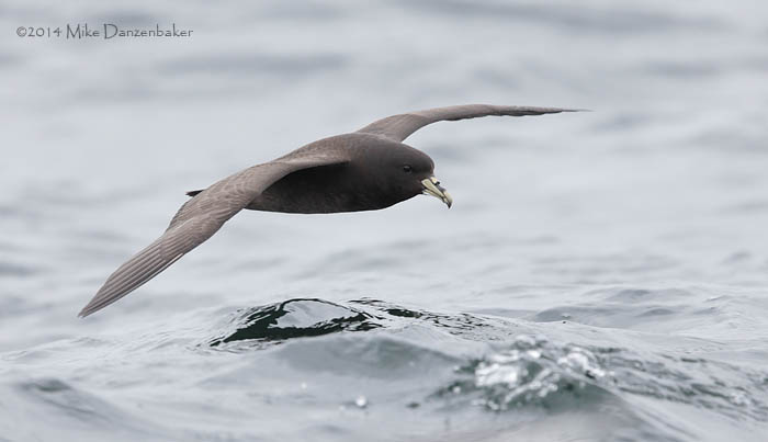 White-chinned Petrel (Procellaria aequinoctialis) photo image