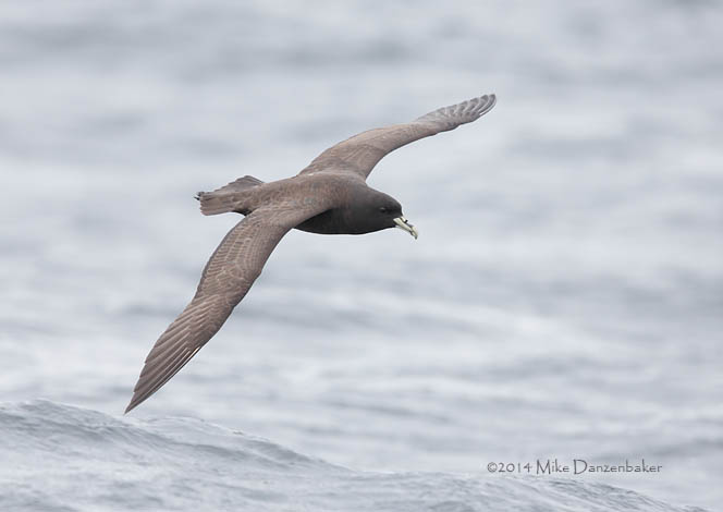 White-chinned Petrel (Procellaria aequinoctialis) photo image