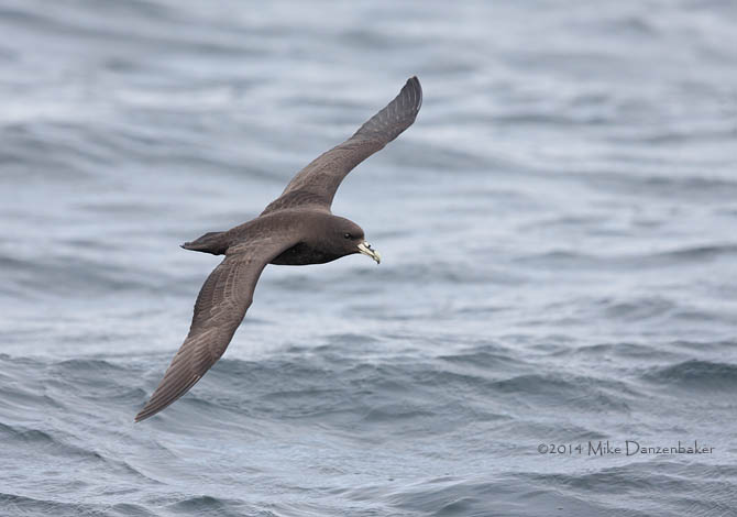 White-chinned Petrel (Procellaria aequinoctialis) photo