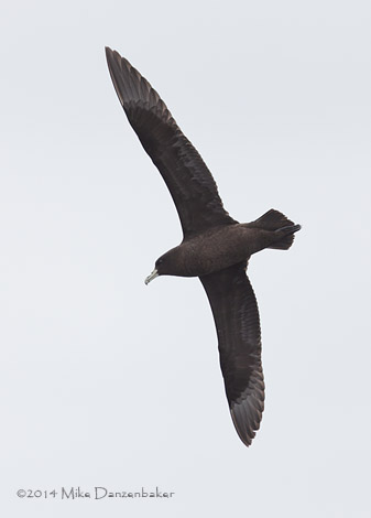 White-chinned Petrel (Procellaria aequinoctialis) photo