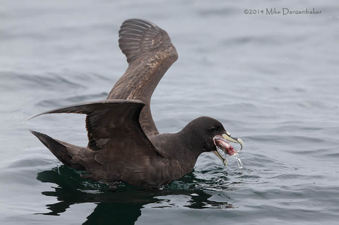 White-chinned Petrel (Procellaria aequinoctialis) photo image