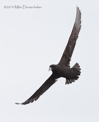 White-chinned Petrel (Procellaria aequinoctialis) photo image