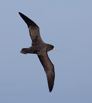 White-chinned Petrel (Procellaria aequinoctialis) photo image