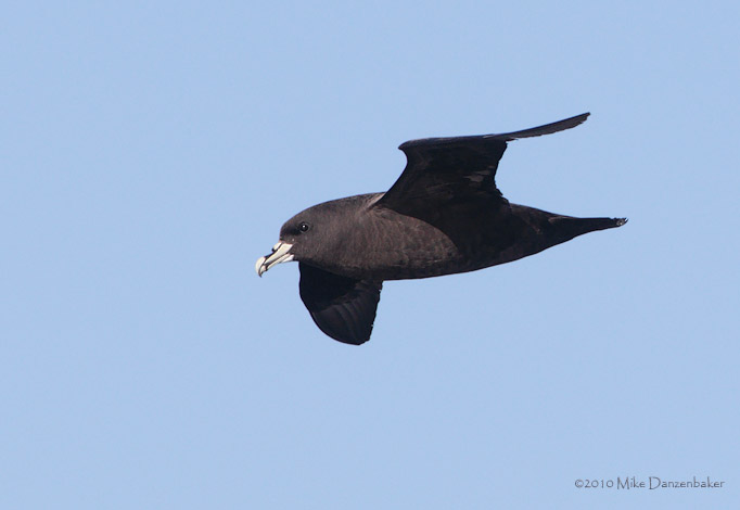 White-chinned Petrel (Procellaria aequinoctialis) photo image