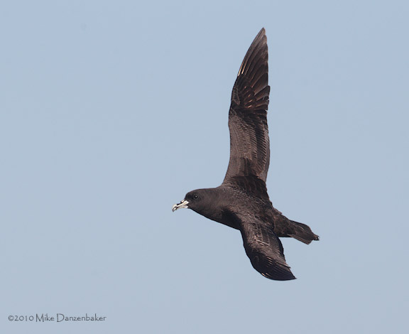 White-chinned Petrel (Procellaria aequinoctialis) photo