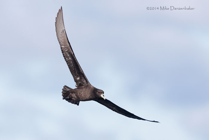 White-chinned Petrel (Procellaria aequinoctialis) photo