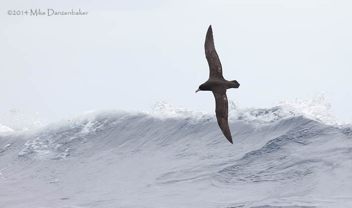 White-chinned Petrel (Procellaria aequinoctialis) photo