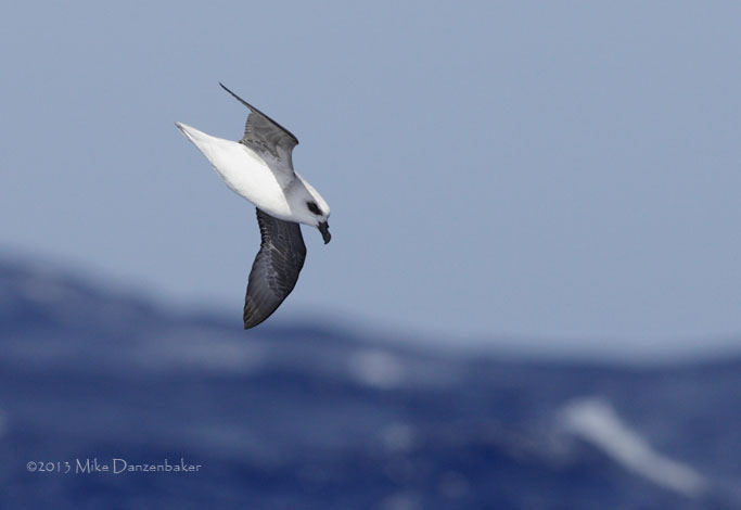 White-headed Petrel (Pterodroma lessonii) photo image
