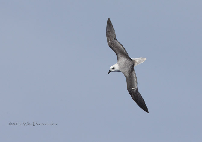 White-headed Petrel (Pterodroma lessonii) photo image