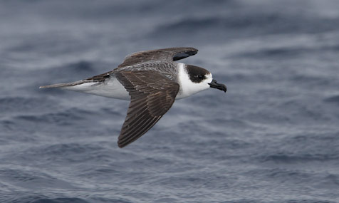 White-necked Petrel (Pterodroma cervicalis) photo image