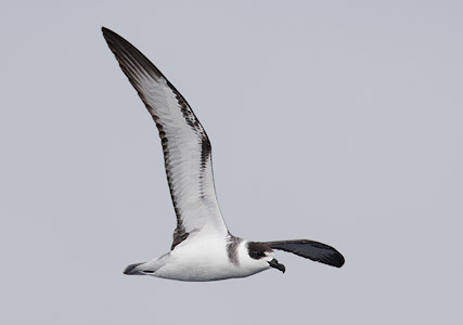 White-necked Petrel (Pterodroma cervicalis) photo image