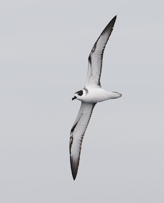 White-necked Petrel (Pterodroma cervicalis) photo image