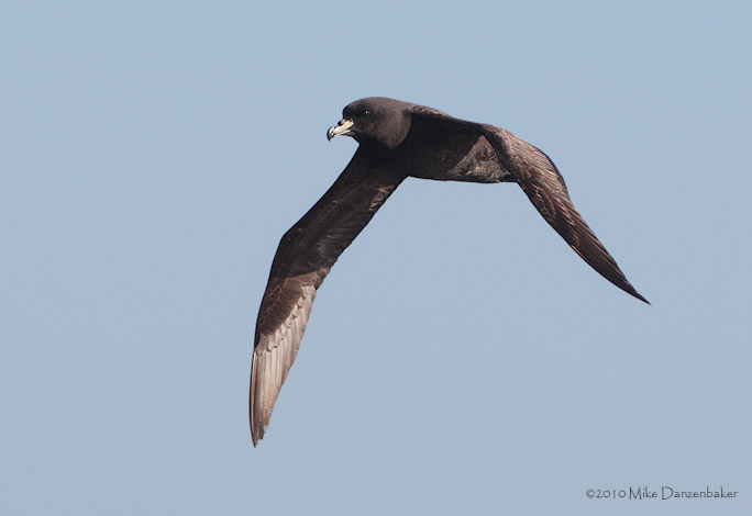 Westland Petrel (Procellaria westlandica) photo image
