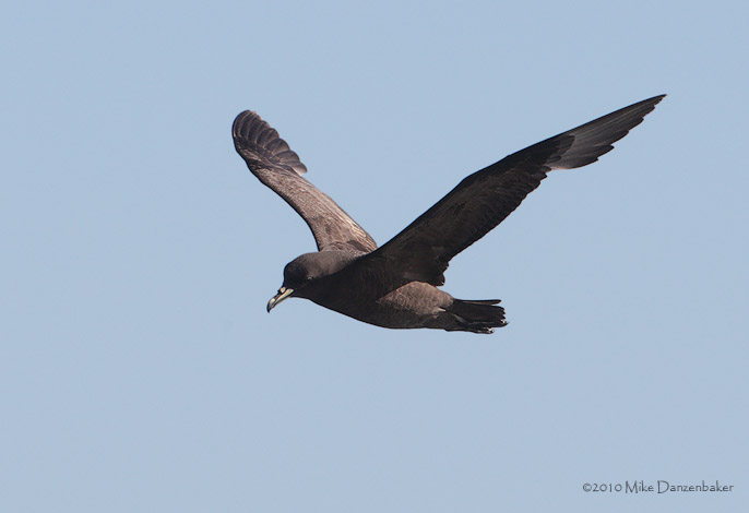 Westland Petrel (Procellaria westlandica) photo image