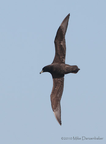 Westland Petrel (Procellaria westlandica) photo image