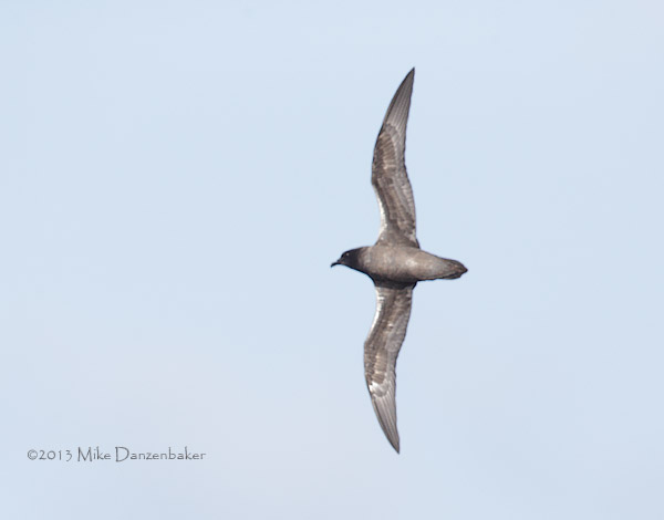 Unidentified Petrel (Pterodroma incerta) photo image