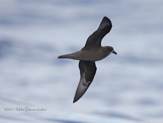 Unidentified Petrel (Pterodroma incerta) photo