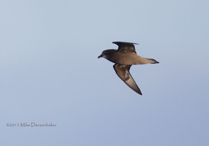 Unidentified Petrel (Pterodroma incerta) photo image